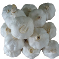 2020 Wholesale Baby Fresh Organic White Garlic With Price